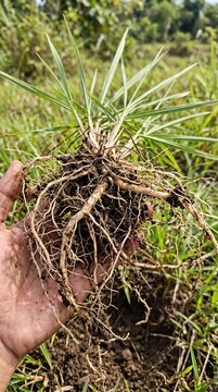 cogon grass roots