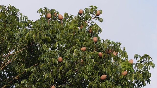 Mahogany tree with round sky fruit and green leaves