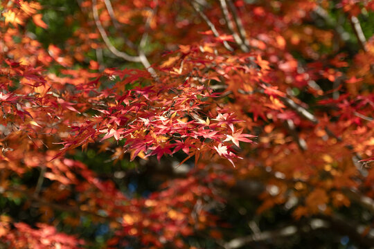 Vibrant red and orange Japanese maple leaves glowing in autumn forest sunlight with soft foliage bokeh