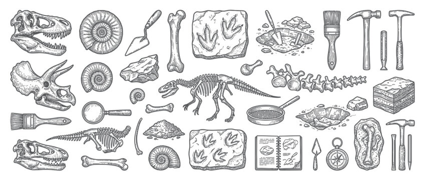 Dinosaur fossil excavation collection, vintage sketch style