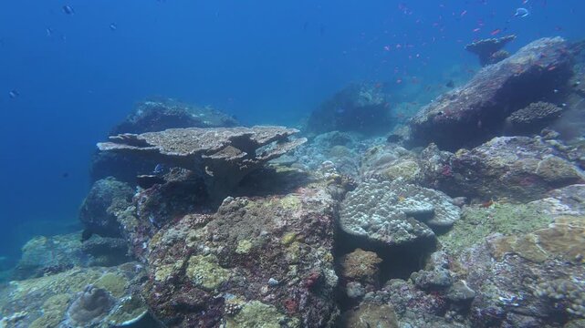 Weh Island, Indonesia : Forward footage of fishes swim on colorful rocky coral reef in Arus Balee, famous dive site in Weh Island of Sabang, Aceh, Indonesia