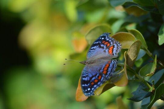 Macro shot of a Gaudy Commodore butterfly perched on green garden leaves