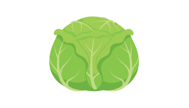 Single fresh green head of cabbage with textured leaves, rich in vitamins, isolated on a plain white background.