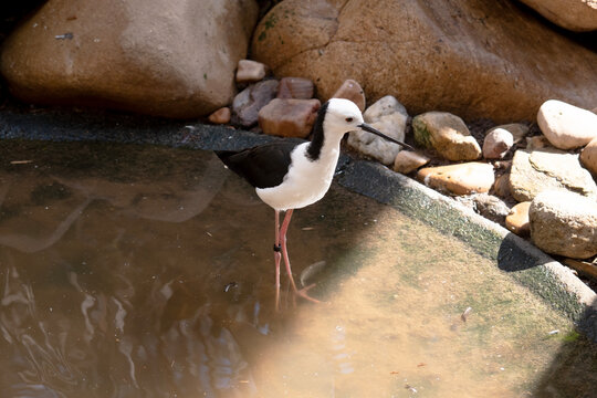the black winged stilt is standing in water