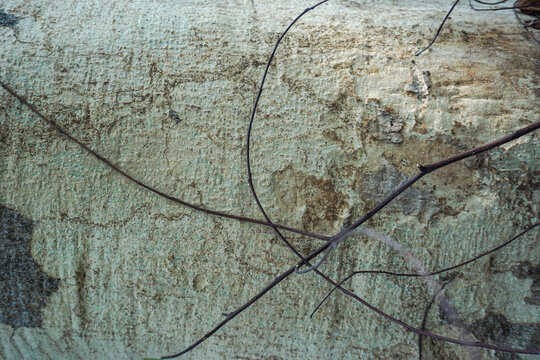 A close-up of the rough, abstract texture of a tree trunk with the outer bark peeling off, revealing the light-colored inner wood underneath, complete with black moss and traces of soil.