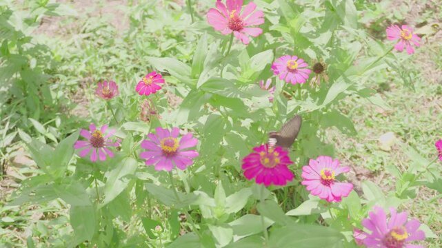 Two butterflies flying and pollinating pink zinnia flowers in a garden, concept of wildlife, natural environment, insect behavior, ecosystem, and biodiversity in sunny day.