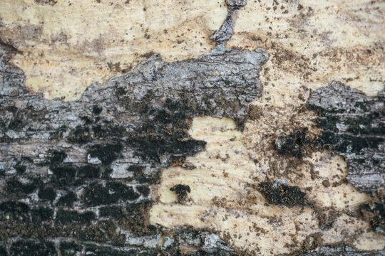 A close-up of the rough, abstract texture of a tree trunk with the outer bark peeling off, revealing the light-colored inner wood underneath, complete with black moss and traces of soil.