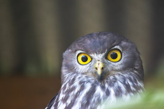 The barking owl has bright yellow eyes and no facial-disc. Upperparts are brown or greyish-brown, and the white breast is vertically streaked with brown.