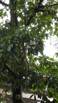 Soursop Tree Fruit Hanging on Branch Wet with Raindrops