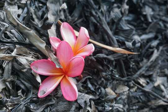Beautiful pink plumeria flowers on the dark, scorched ground, covered in black ash and burnt leaves, create a strong contrast between life and destruction.