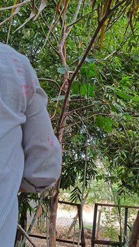 Throwing Bamboo Pole with Extension Cable Over Tree Branches