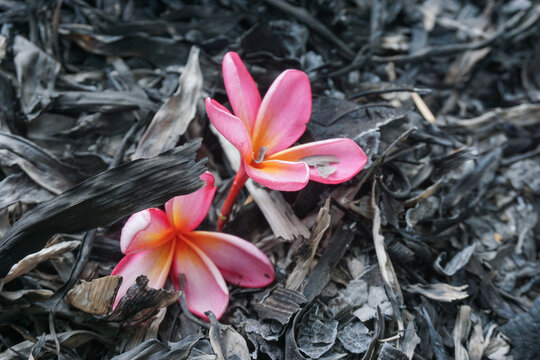 Beautiful pink plumeria flowers on the dark, scorched ground, covered in black ash and burnt leaves, create a strong contrast between life and destruction.