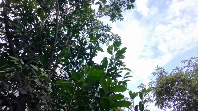 Vertical Tilt Drone Shot of Black Sapote Fruit Tree Foliage