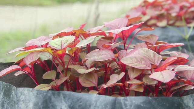 Red amaranth plants (Amaranthus tricolor) cultivated in large black polybags in a home garden or small-scale farm. The vivid reddish-purple leaves and stems stand out against the dark soil