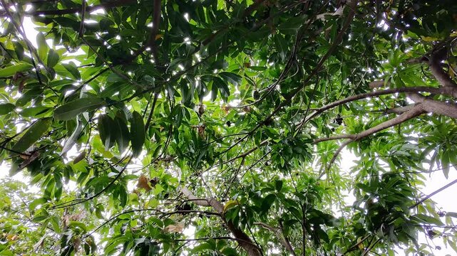 Drone Flying Beneath Lush Green Mango Tree Canopy Branches