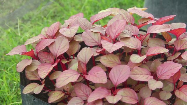Red amaranth plants (Amaranthus tricolor) cultivated in large black polybags in a home garden or small-scale farm. The vivid reddish-purple leaves and stems stand out against the dark soil