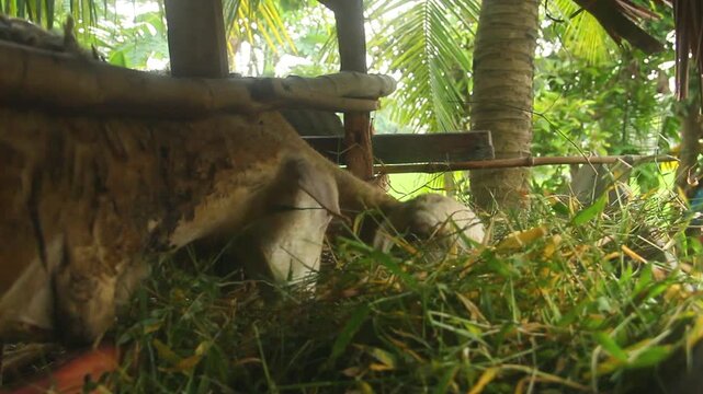 Domestic Javanese thin tailed sheep or goat or Capra hircus sticking its head out of a traditional wooden barn pen to feed on fresh green grass