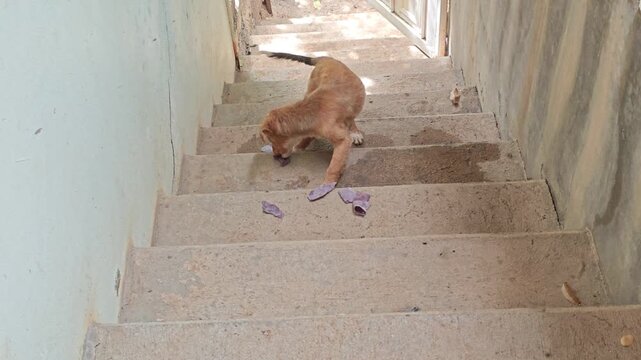 Small Dog Eating Red Corn Tortilla Scraps on Rustic Steps