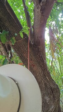 Securing Wire Cord Around Guacima Tree Trunk Outdoor Setup