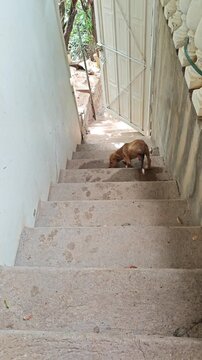 Small Puppy Walking Down Concrete Staircase Outdoors
