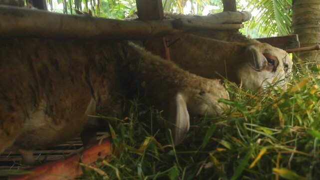 Domestic Javanese thin tailed sheep or goat or Capra hircus sticking its head out of a traditional wooden barn pen to feed on fresh green grass
