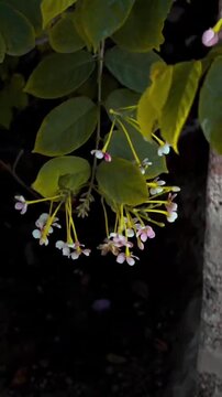 Beautiful Combretum Indicum Flowers Hanging in the Garden