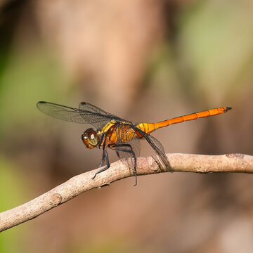 Orange fiery skimmer dragonfly on a stick Orthetrum villosovittatum