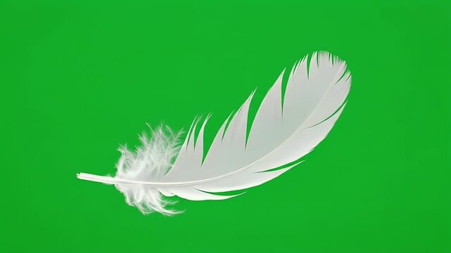 White feather gently drifting and falling in slow motion on green screen