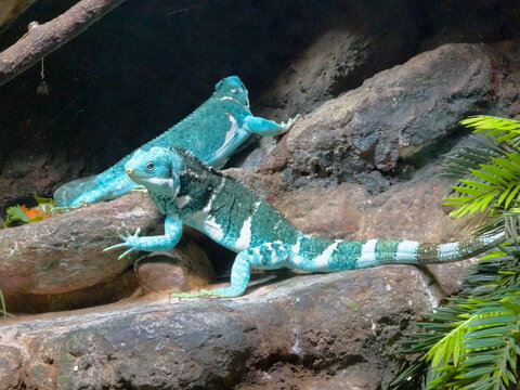 the two fijian iguanas are climbing on the rocks