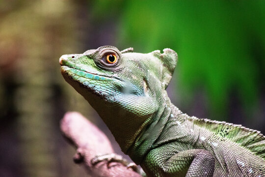 this is a close up of a fijian iguana