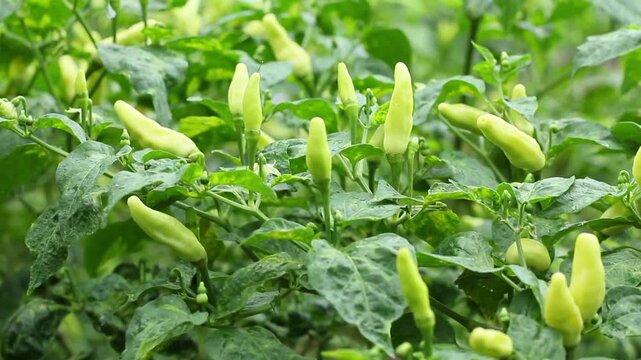 Capsicum frutescens, spicy red bird's eye chili peppers or Capsicum frutescens L., grown in a farm garden setting. The glossy, bright red peppers stand out against green leaves and natural outdoor sun