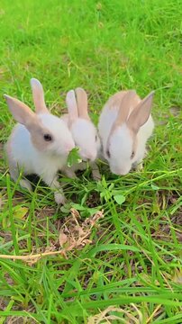 Three Cute Baby Rabbits Grazing on Fresh Green Grass