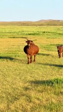 A pregnant mother goat with her baby kid grazing in a green meadow