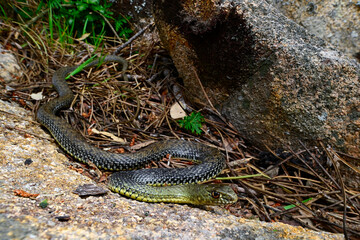 Obraz premium Montpellier snake // Westliche Eidechsennatter (Malpolon monspessulanus) - Portugal 