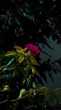 Vibrant Pink Rose Blooming in a Lush Dark Garden