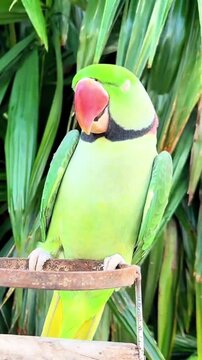 Portrait of a green ring-necked parakeet perched in nature