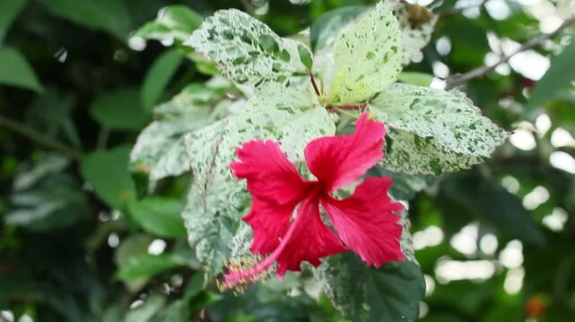 Bright red hibiscus flower or Hibiscus rosa-sinensis or Variegata blooming surrounded by unique white and green variegated leaves