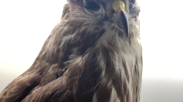 Close up portrait of majestic kestrel bird of prey perched on wooden stand.