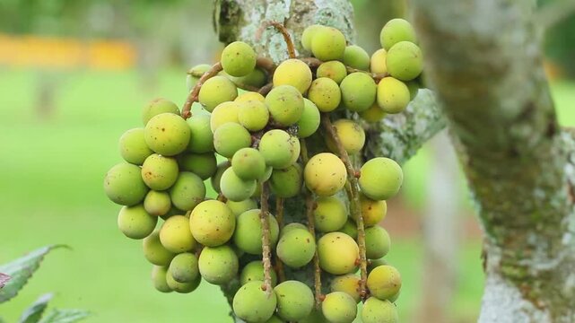 Fresh bunch of langsat or duku fruits (Lansium domesticum) growing directly on a mossy tree trunk. Ideal for agricultural, tropical fruit farming, botanical, and Asian flora content background