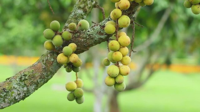 Fresh bunch of langsat or duku fruits (Lansium domesticum) growing directly on a mossy tree trunk. Ideal for agricultural, tropical fruit farming, botanical, and Asian flora content background