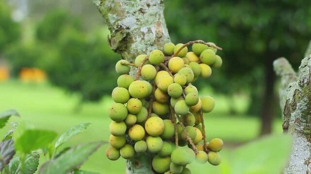 Fresh bunch of langsat or duku fruits (Lansium domesticum) growing directly on a mossy tree trunk. Ideal for agricultural, tropical fruit farming, botanical, and Asian flora content background