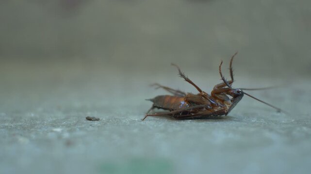 Dead cockroach lying on its back on concrete surface