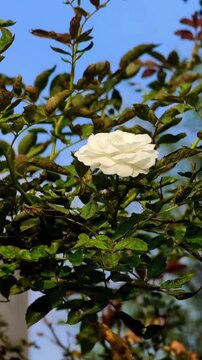 Beautiful blooming white rose flower in a garden
