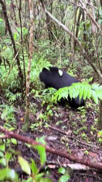 Black bear walking through a lush green forest