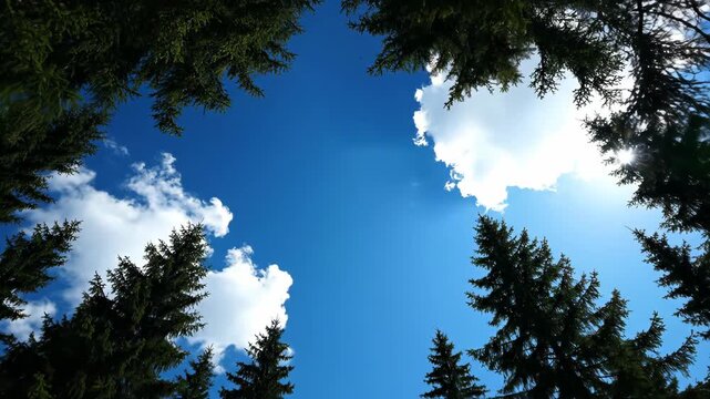 Tall evergreen trees silhouetted against bright blue sky with clouds
