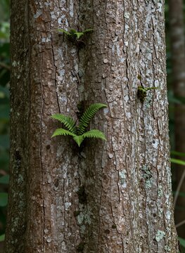 Captures Close View Of Trunk To Old Tree In Forest Setting Bark Textured With Deep Furrows Giving Rugged Appearance Speckled Patches