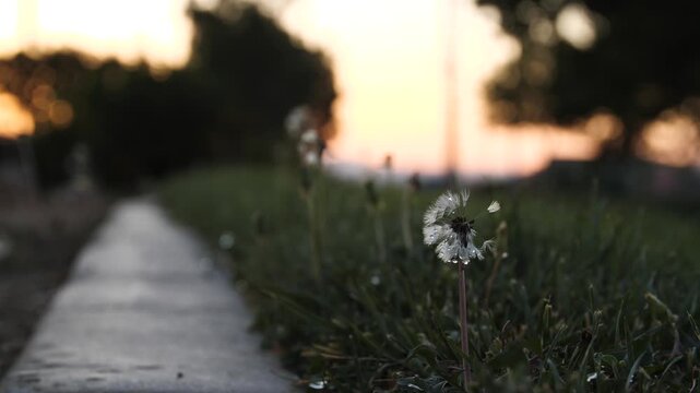 Dandelion flower head with delicate seeds blowing in wind at sunset.