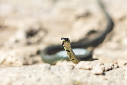 Macro shot of a grass snake with its forked tongue out on dry ground