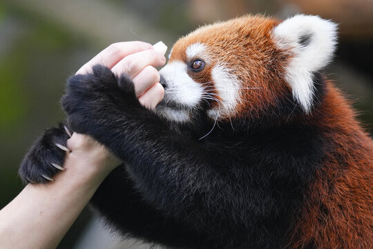 red panda sharp claw
