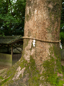注連縄が巻かれた神社の御神木